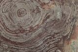 Polished, Neoproterozoic Stromatolite (Conophyton) - Morocco #276147-1